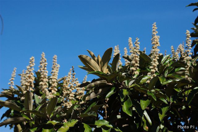 Plants with white bloom