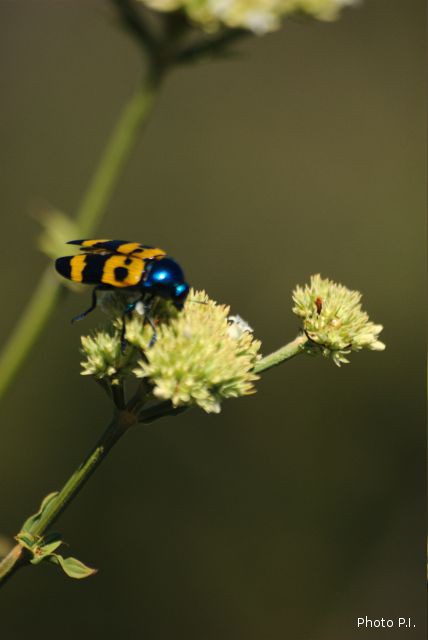Plants with yellow and golden bloom