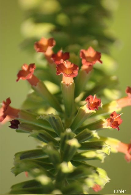 Plantas e arbustos com inflorescência de cor rosa ou roxa
