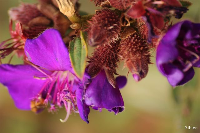 Plantas e arbustos com inflorescência de cor rosa ou roxa