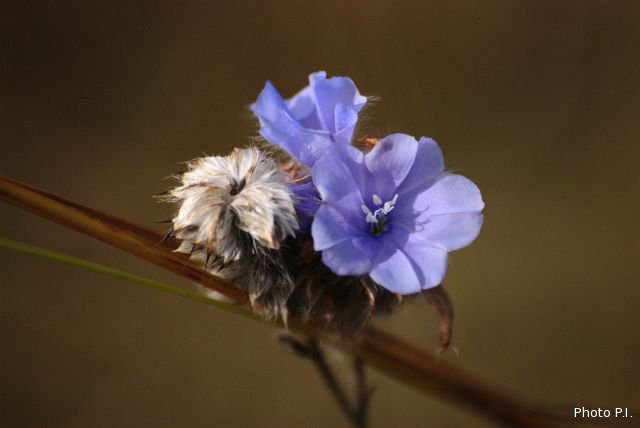 Plantas e arbustos com inflorescência de cor azul