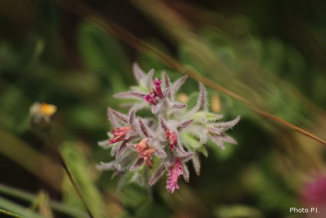 Plantas e arbustos com inflorescência de cor rosa ou roxa