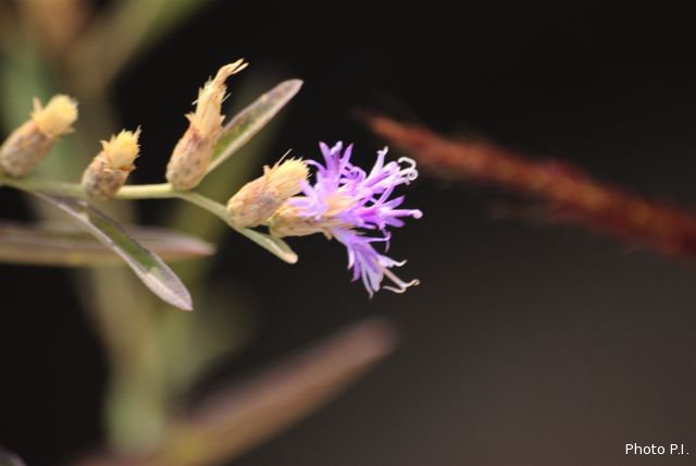 Plants with pink and purple bloom