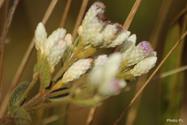 Plants with pink and purple bloom
