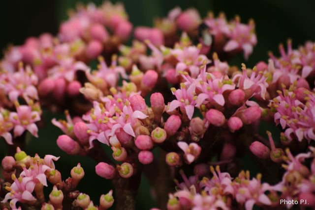 Plants with pink and purple bloom