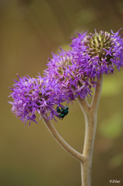 Plants with pink and purple bloom