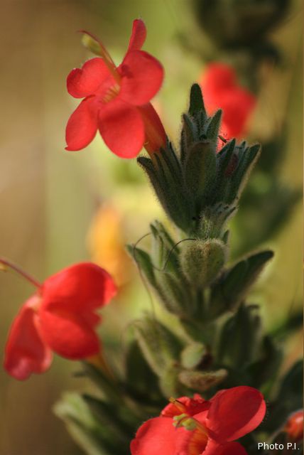 Plants with red bloom