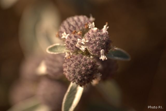 Plants with white bloom