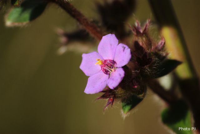 Plants with pink and purple bloom