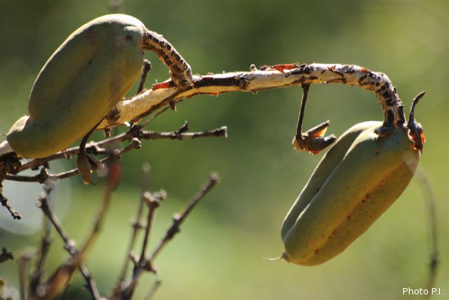 Frutas e sementes