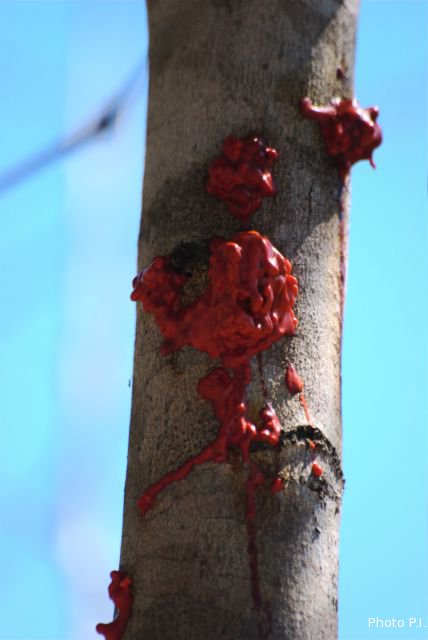 Illnesses and other scratches in Cerrado