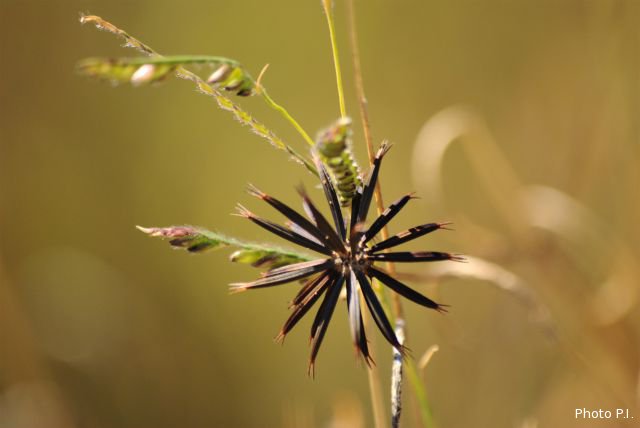 ALTFLGRASSY