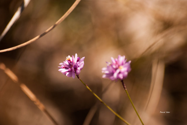 Plants with pink and purple bloom