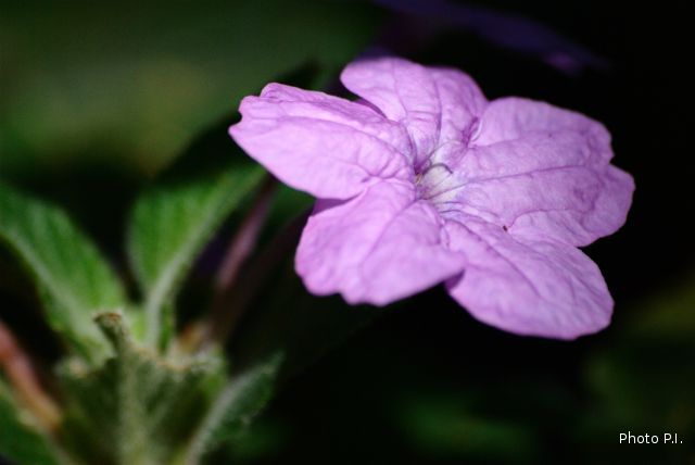 Plants with pink and purple bloom
