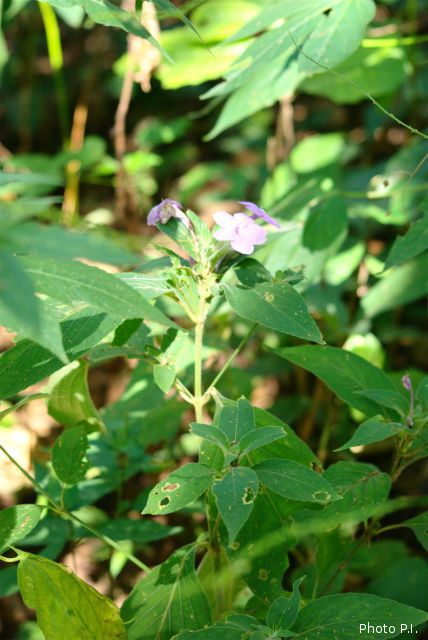 Plants with pink and purple bloom