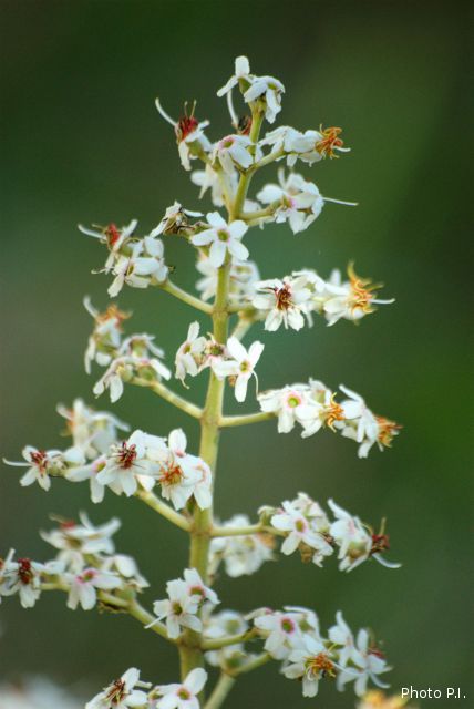 Plants with white bloom