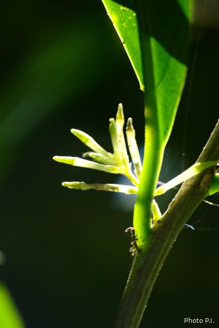 Plants with white bloom