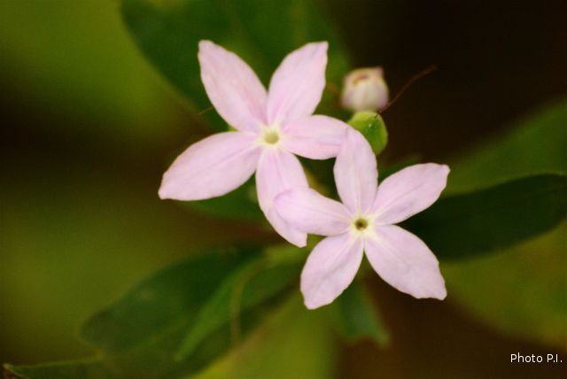 Plantas e arbustos com inflorescência de cor rosa ou roxa