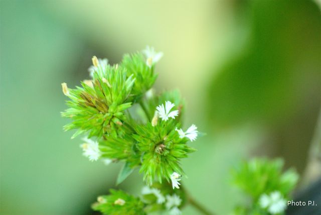 Plants with white bloom