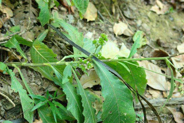 Plants with white bloom