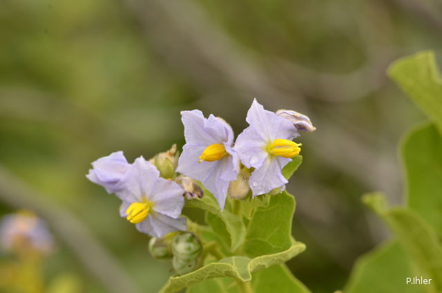 Plantas e arbustos com inflorescência de cor azul