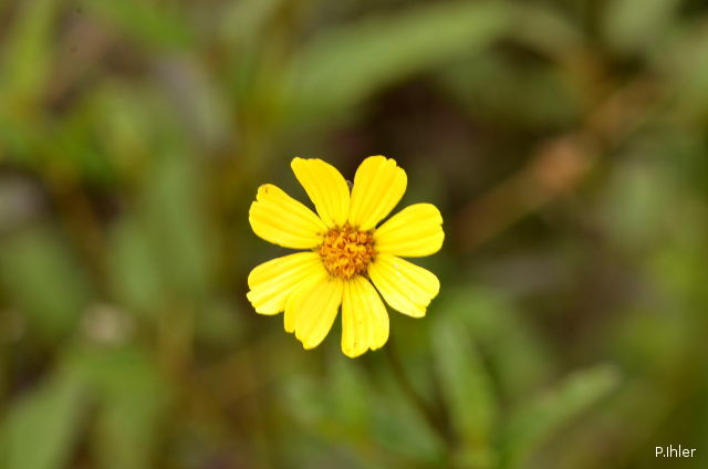Plantas com flore(s) amarela(s) ou dourada(s)