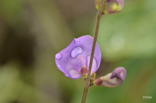Plants with pink and purple bloom