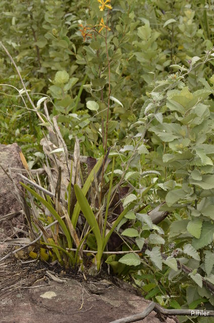 Orchids plants