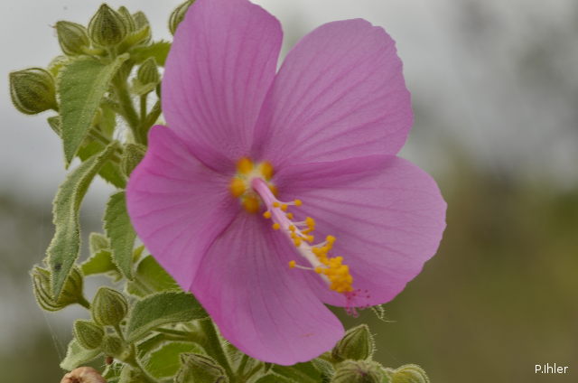 Plantas e arbustos com inflorescência de cor rosa ou roxa