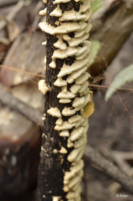 Lichens, mushrooms, mossos or others