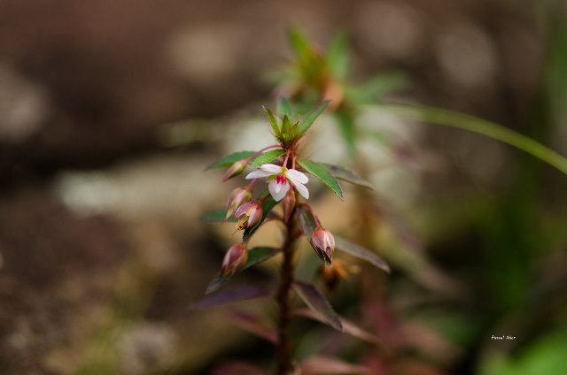 Plants with white bloom