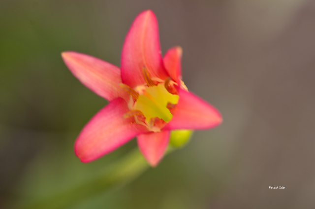 Plants with red bloom