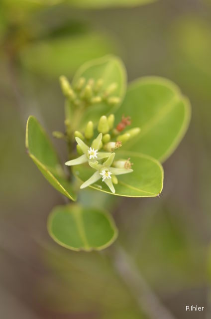 Plants with white bloom