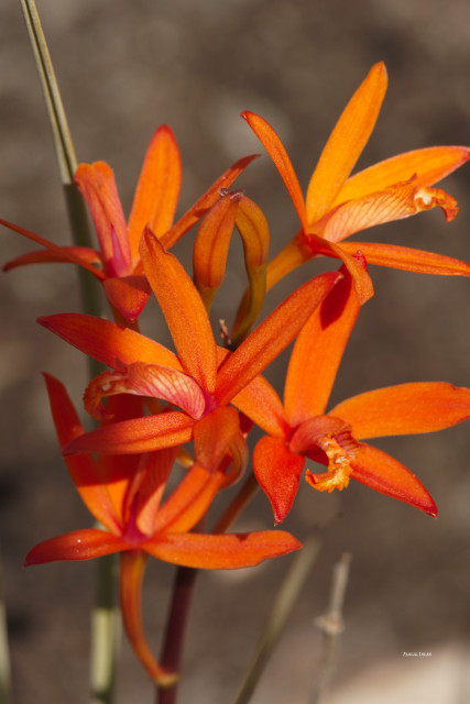 Orchids plants
