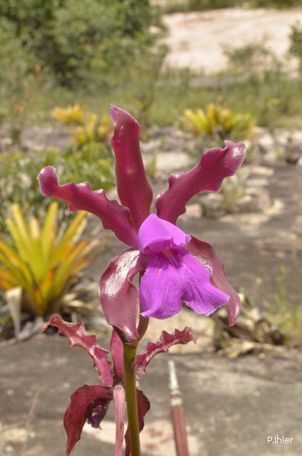 Plantas orquídeas