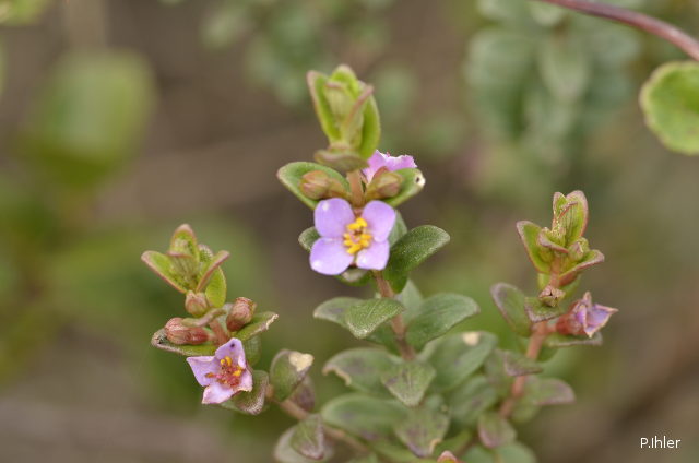 Plants with pink and purple bloom