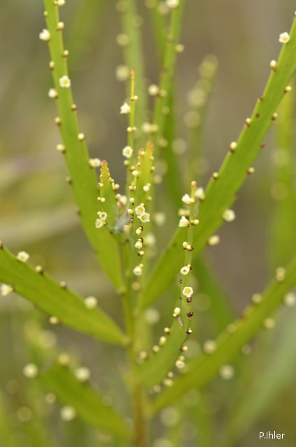 Plants with white bloom