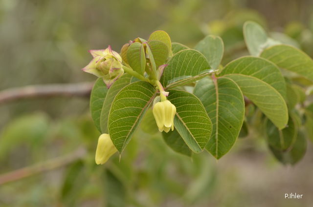 Plants with white bloom