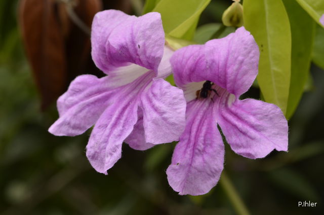 Plants with pink and purple bloom