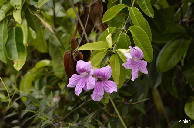 Plants with pink and purple bloom