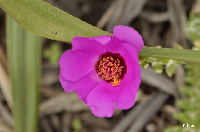 Plantas e arbustos com inflorescência de cor rosa ou roxa