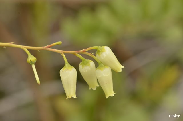 Plantas e arbustos com inflorescência de cor branca