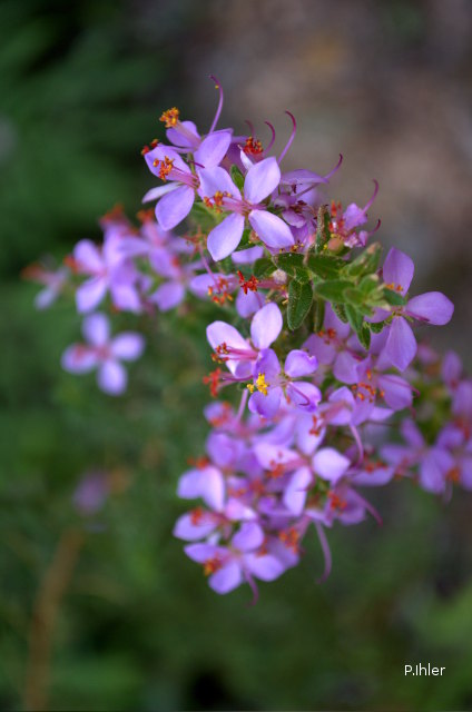 Plants with pink and purple bloom