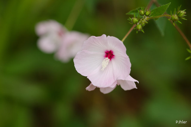 Plants with pink and purple bloom