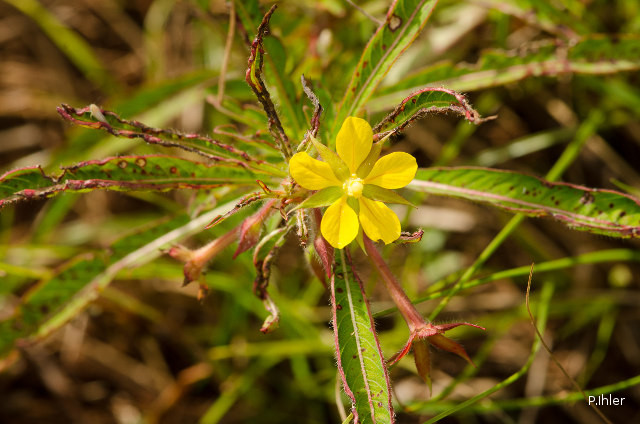 Plants with yellow and golden bloom