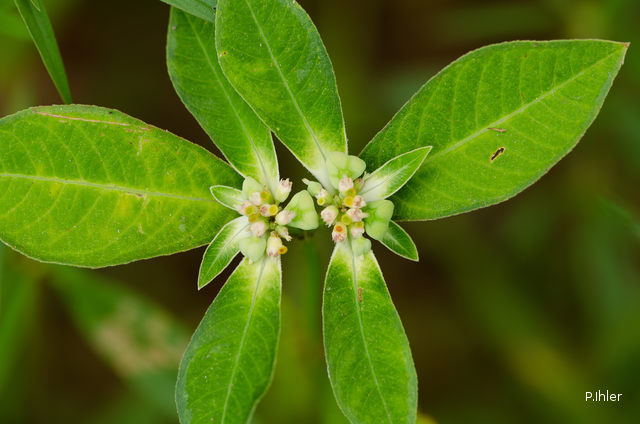 Plants with white bloom