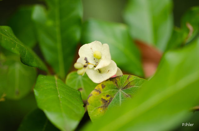 Plants with white bloom