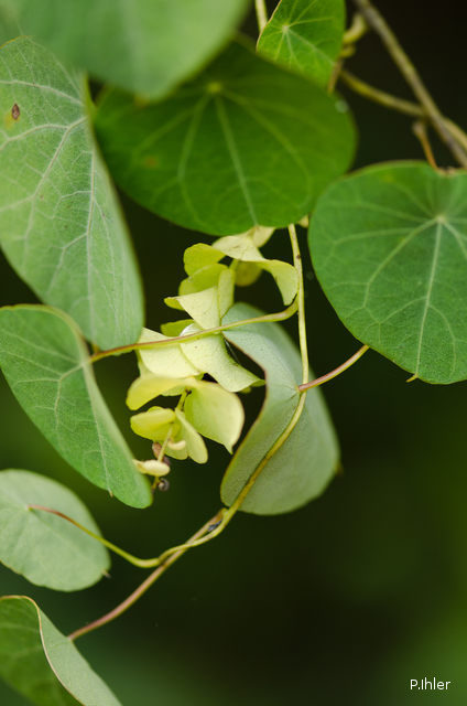 Plants with white bloom