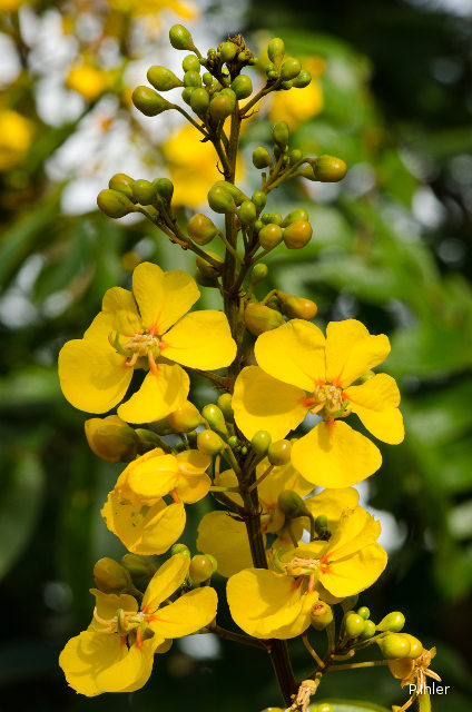 Plants with yellow and golden bloom