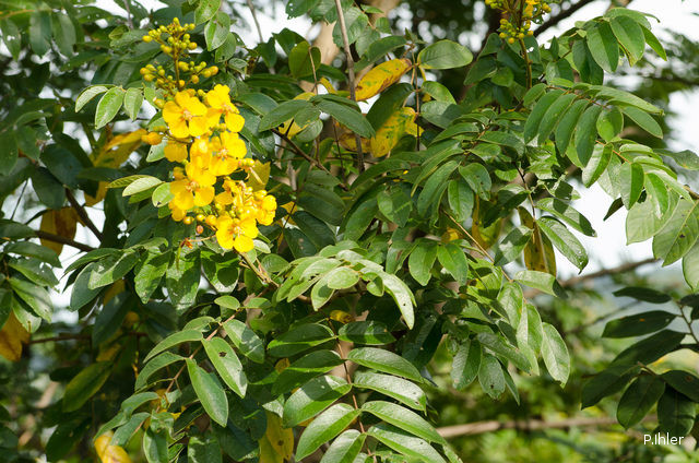 Plants with yellow and golden bloom